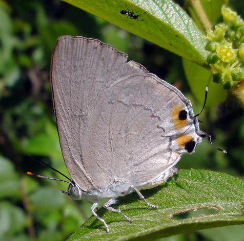 Silver Royal