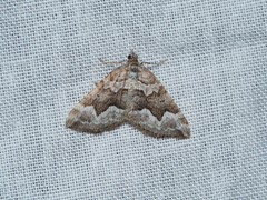 Chrysolarentia cryeropa