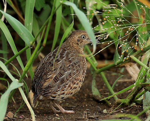 Torillo andaluz (Turnix sylvaticus)