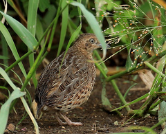Turnix sylvaticus lepurana