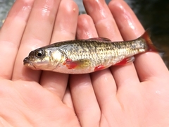 Pseudobarbus swartzi