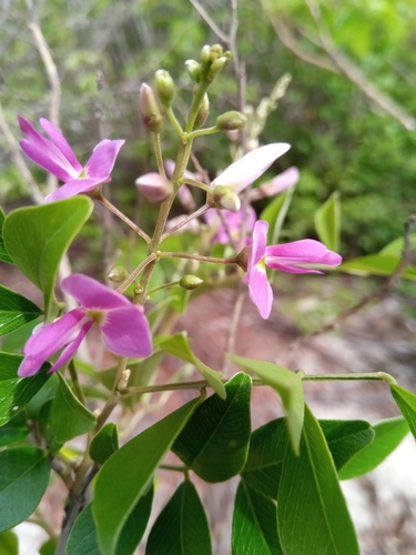 Mundulea sericea ssp. madagascariensis