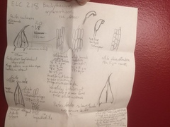 Brachythecium erythrorrhizon