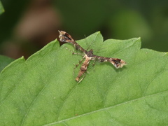 Nippoptilia vitis