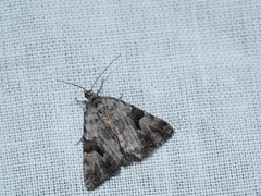 Dichromodes anelictis