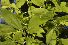 Dendrocnide photiniiphylla