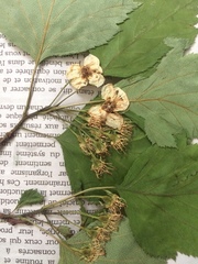Crataegus brainerdii