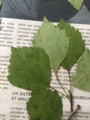 Crataegus brainerdii