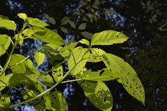 Dendrocnide photiniiphylla