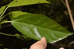 Dendrocnide photiniiphylla