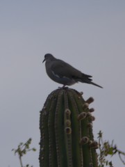 Zenaida asiatica mearnsi