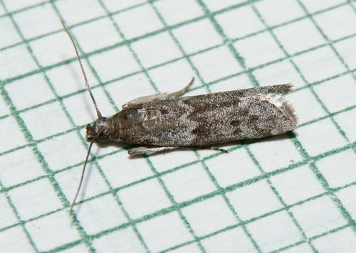 Mediterranean Flour Moth photo 5