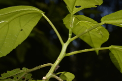 Dendrocnide photiniiphylla