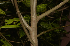 Dendrocnide photiniiphylla