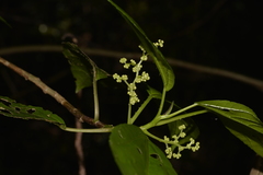 Dendrocnide photiniiphylla