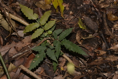 Alectryon tomentosus