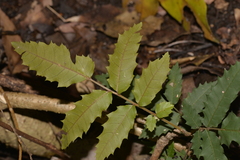 Alectryon tomentosus