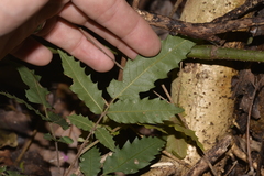 Alectryon tomentosus