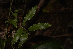 Alectryon subcinereus