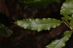 Alectryon subcinereus