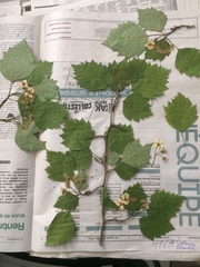 Crataegus schuettei