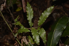 Alectryon subcinereus