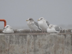 Larus glaucoides thayeri