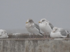 Larus glaucoides thayeri