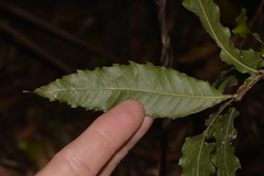 Alectryon subcinereus