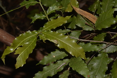 Alectryon subcinereus