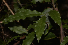 Alectryon subcinereus