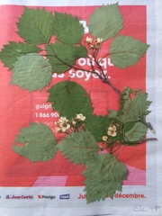 Crataegus schuettei