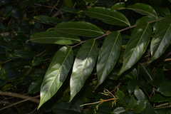 Glochidion sumatranum