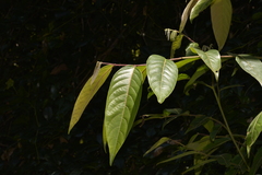 Glochidion sumatranum