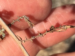 Stephanomeria exigua exigua
