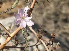 Stephanomeria exigua exigua