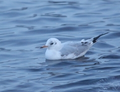 Chroicocephalus ridibundus