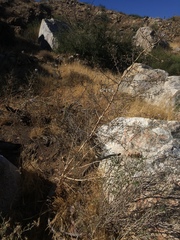 Stephanomeria exigua exigua