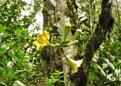 Schultesianthus coriaceus