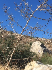 Stephanomeria exigua exigua