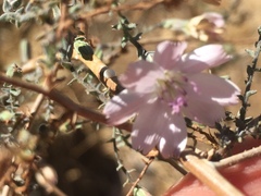 Stephanomeria exigua exigua