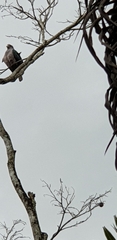Ducula aenea