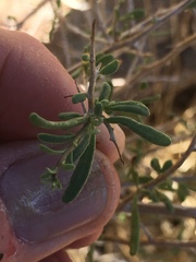 Stephanomeria exigua exigua