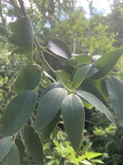Ziziphus rivularis
