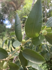 Ziziphus rivularis