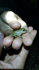 Pristimantis cruentus