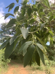 Ziziphus rivularis