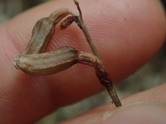 Gastrodia minor