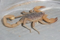 Smeringurus vachoni