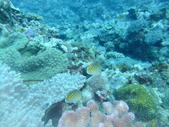 Chaetodon pelewensis